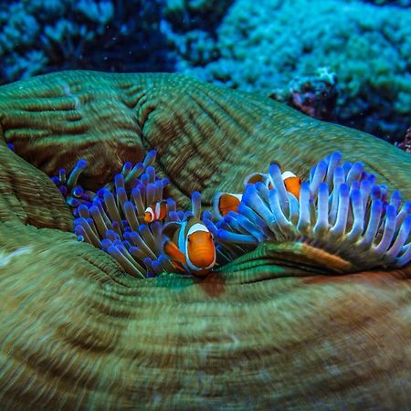Divine Divers Gili Meno Exteriör bild