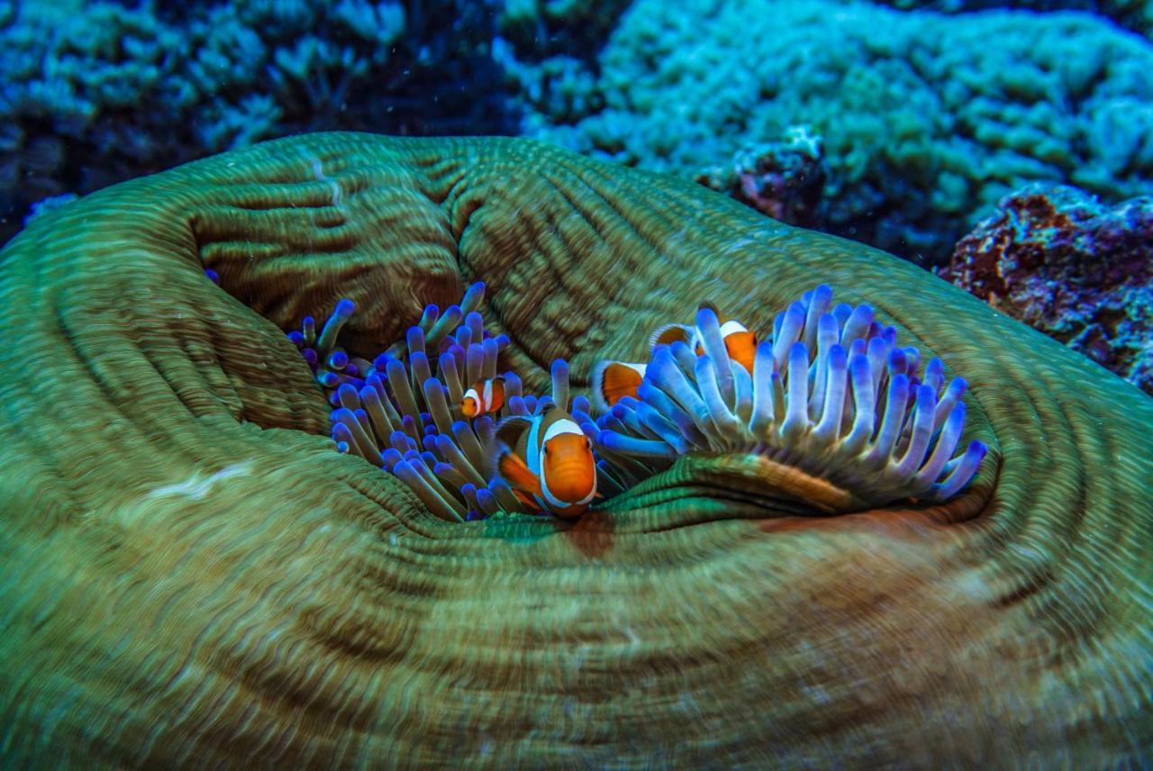 Divine Divers Gili Meno Exteriör bild