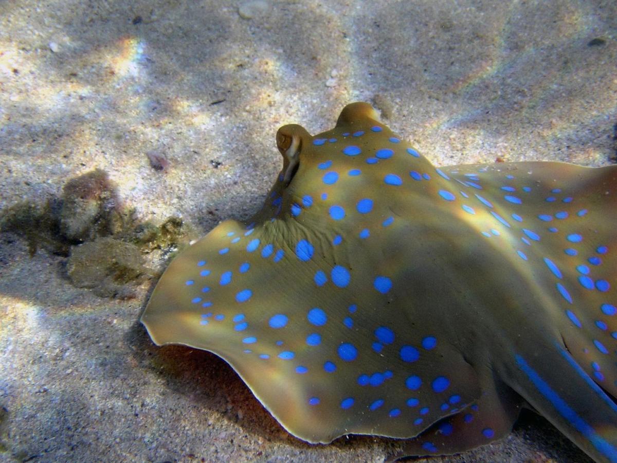 Divine Divers Gili Meno Exteriör bild