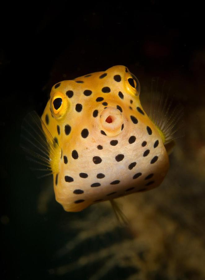Divine Divers Gili Meno Exteriör bild