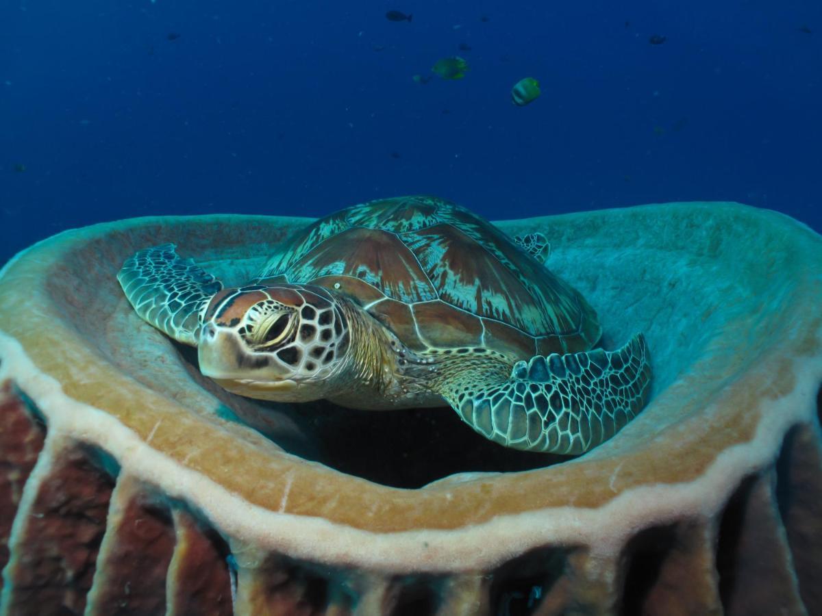 Divine Divers Gili Meno Exteriör bild